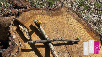 Kreuz aus Stöcken auf einem Baumstumpf
